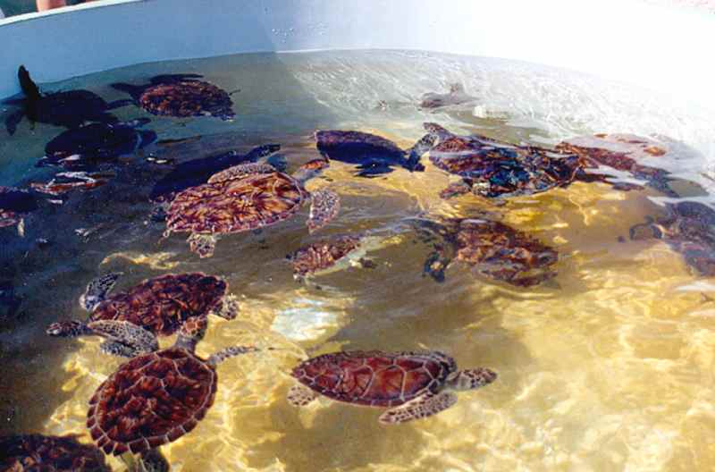 Cayman Turtle Center in Grand Cayman