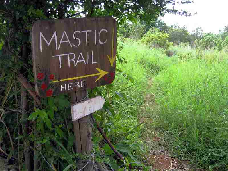 Mastic Trail in Grand Cayman