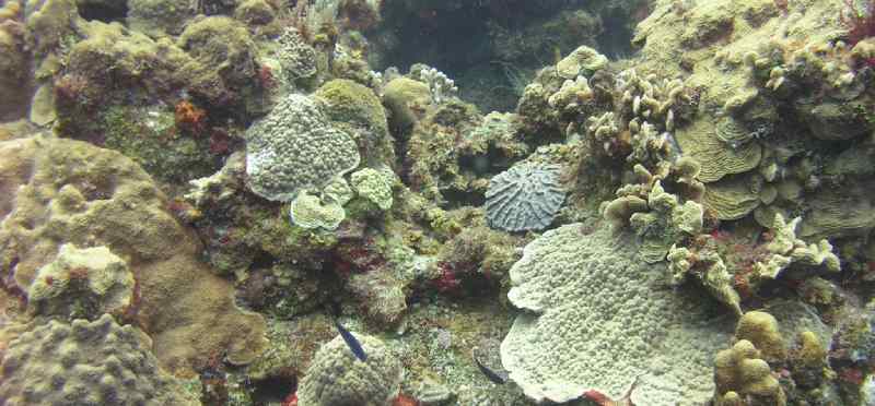 Palancar Reef in Cozumel.