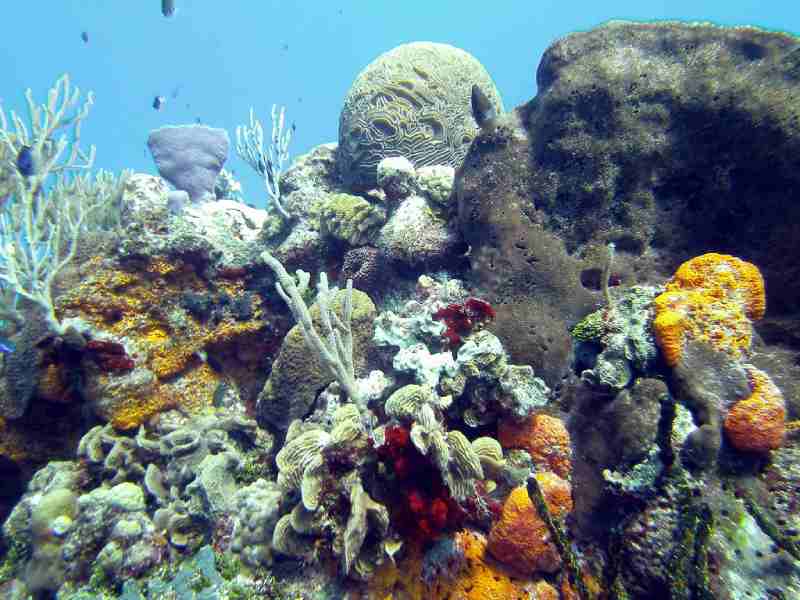 Paradise Reef in Cozumel