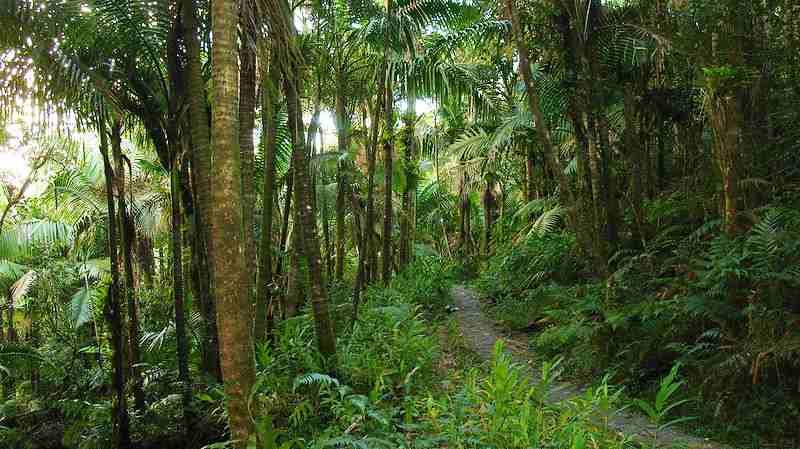 El Yunque National Forest in San Juan