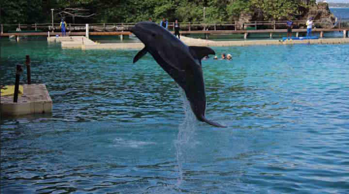 Dolphin Cove Jamaica