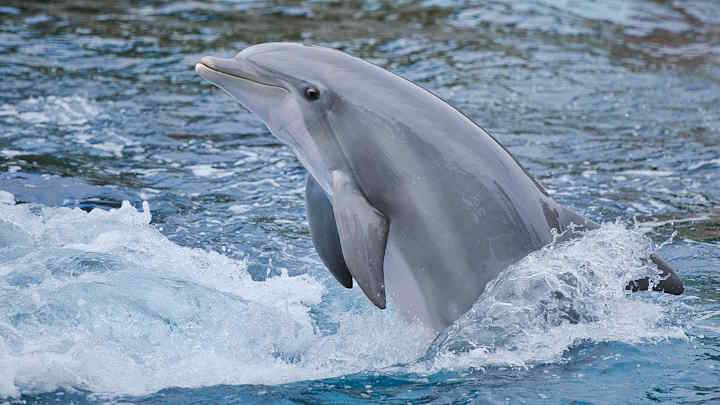Dolphin Discovery Costa Maya
