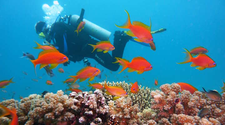 diving in Montego Bay