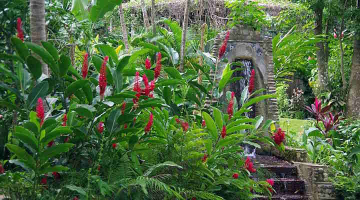 konoko garden Ocho Rios Jamaica