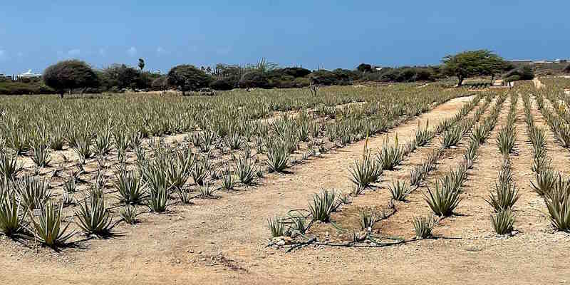Aloe vera field Aruba