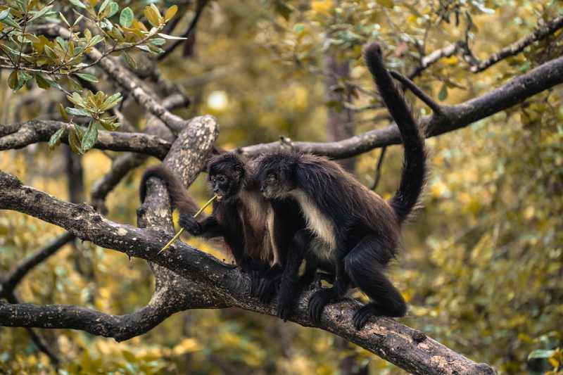 Manawakie Eco Nature Park Spider Monkey