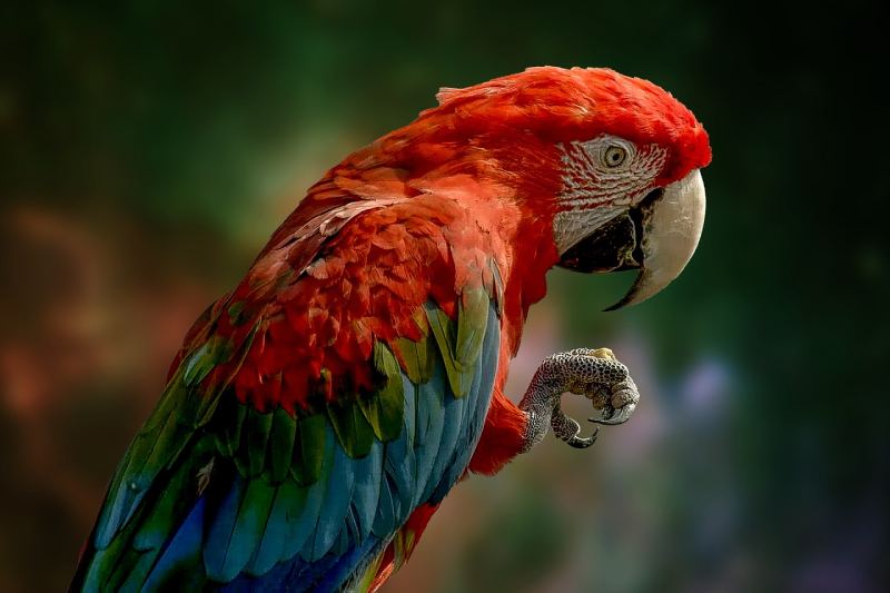 Parrot at Mayan Eden Eco Park