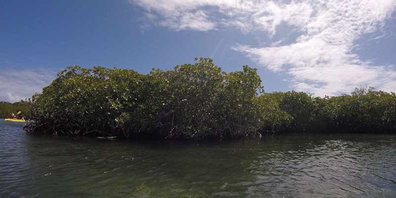 St. Thomas mangrove lagoon