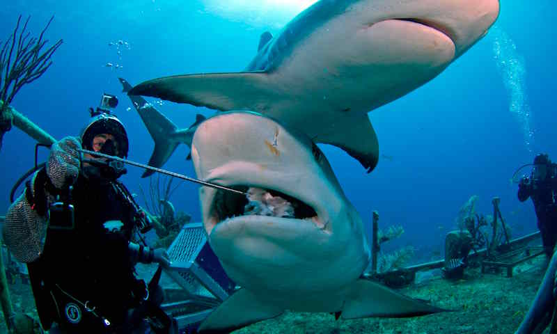 Scuba diving with sharks at Stuart Cove’s
