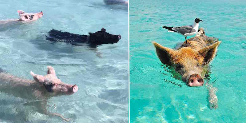 Swim with pigs at Rose Island, Bahamas