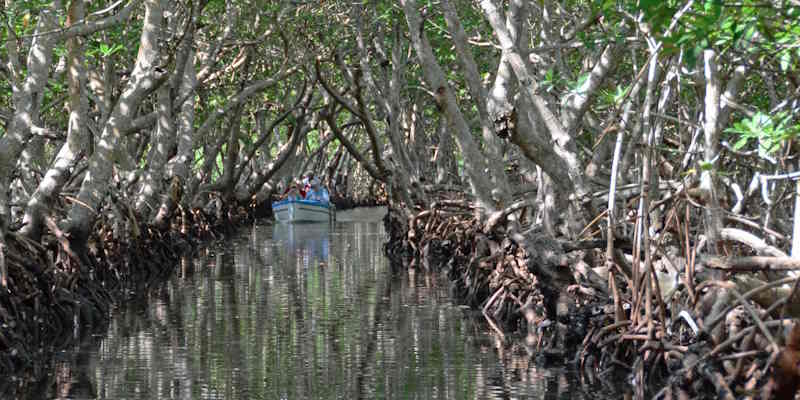 Roatán's mangroves