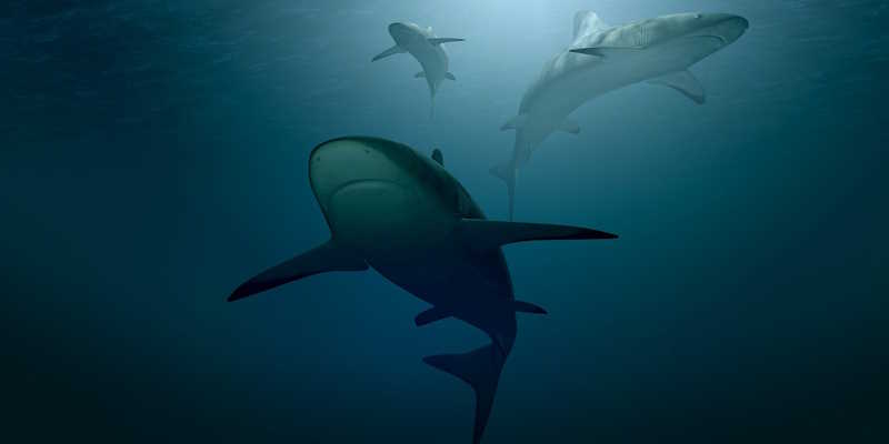 Diving with sharks in St. Maarten