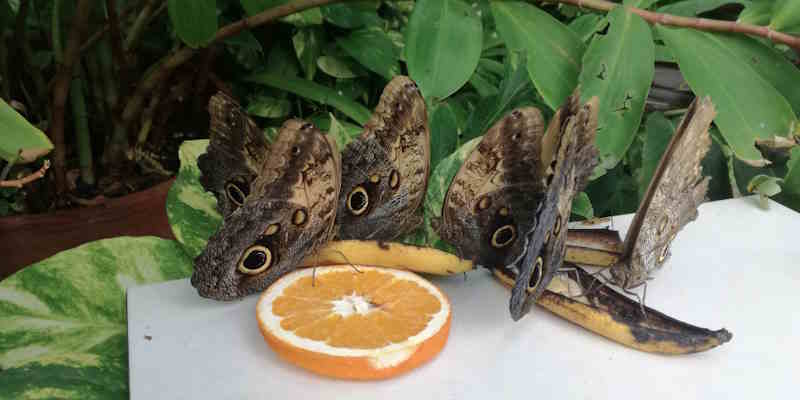 Aruba Butterfly Farm