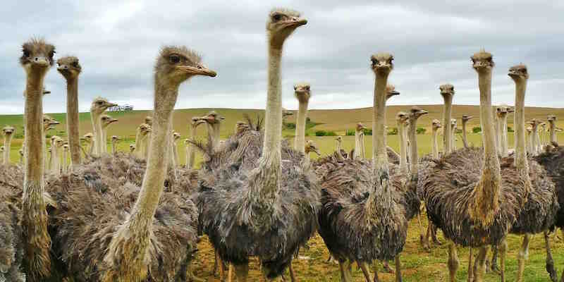 Ostrich farm Aruba