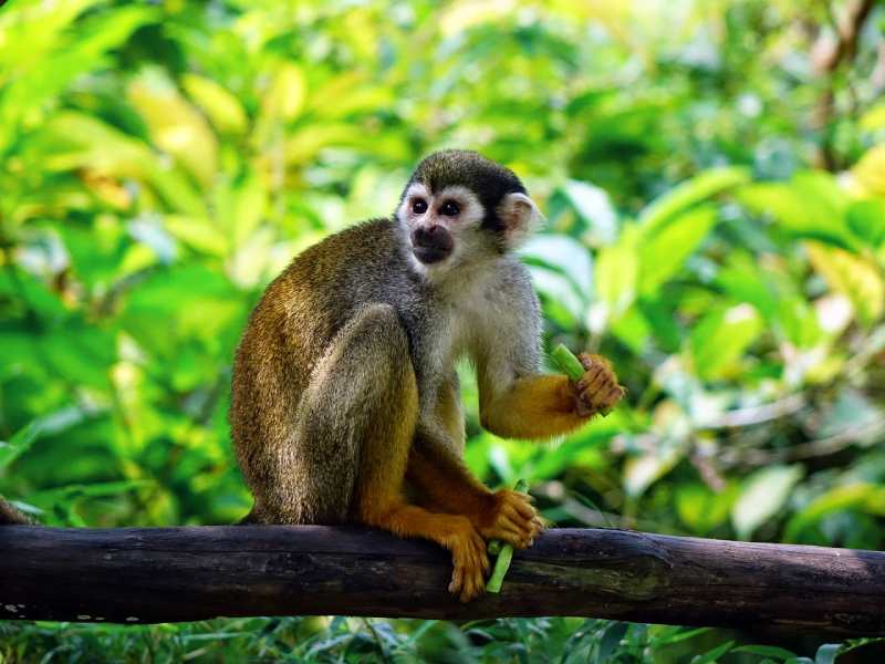 Monkeyland & Puerto Plata City Tour