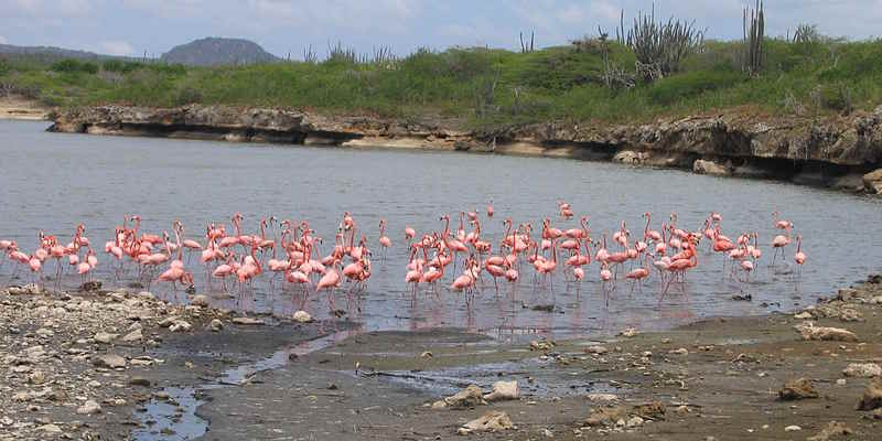 bird photography tours Bonaire