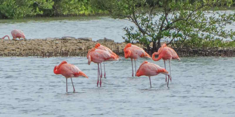 flamingos at the salt ponds of St. Willibrordus