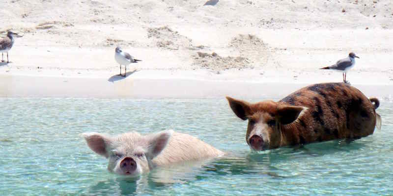 pigs beach Bahamas