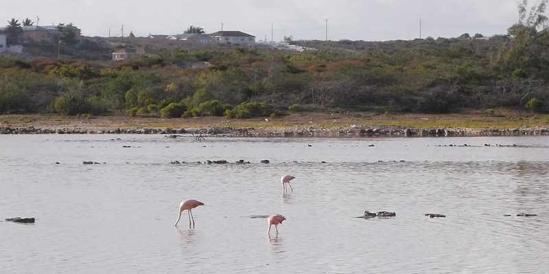 flamingos Grand Turk