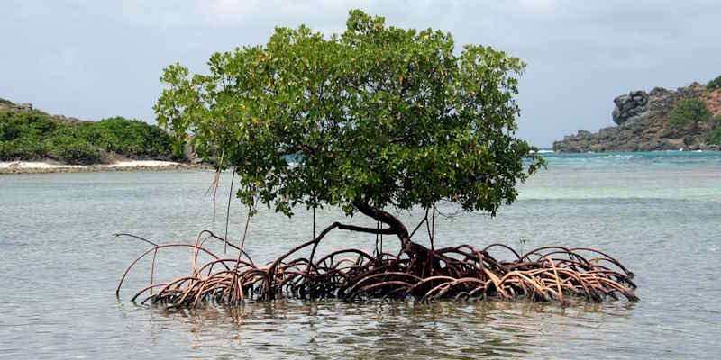 mangroves Tortola