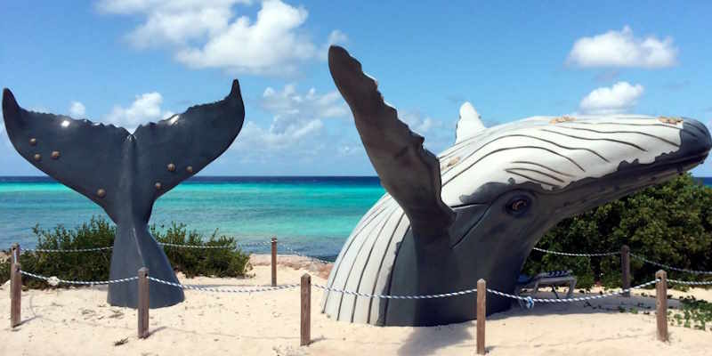 Beached Whale Bar & Grill Grand Turk