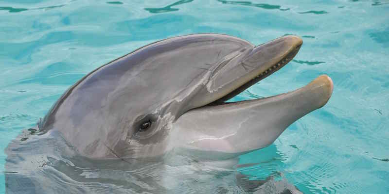 Dolphin Discovery at Tortola