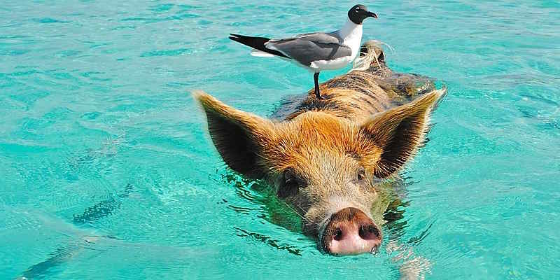 swim with pigs Great Stirrup Cay