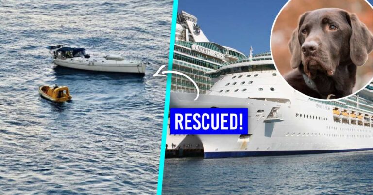 Cruise Ship Rescue Dog