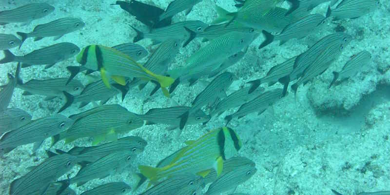 Columbia reef Cozumel