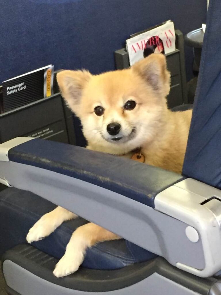 Dog in Plane 2