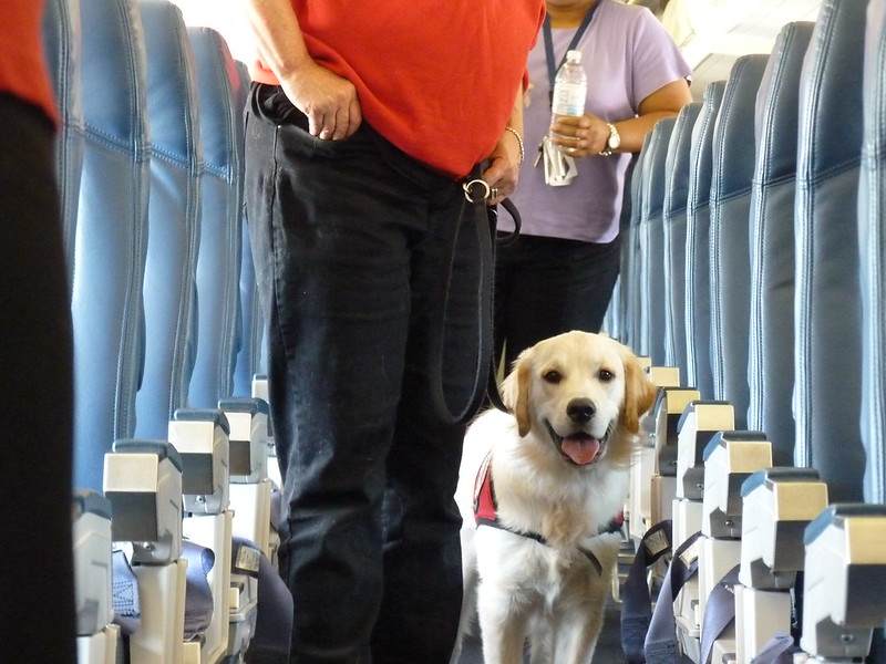 Dog in Plane