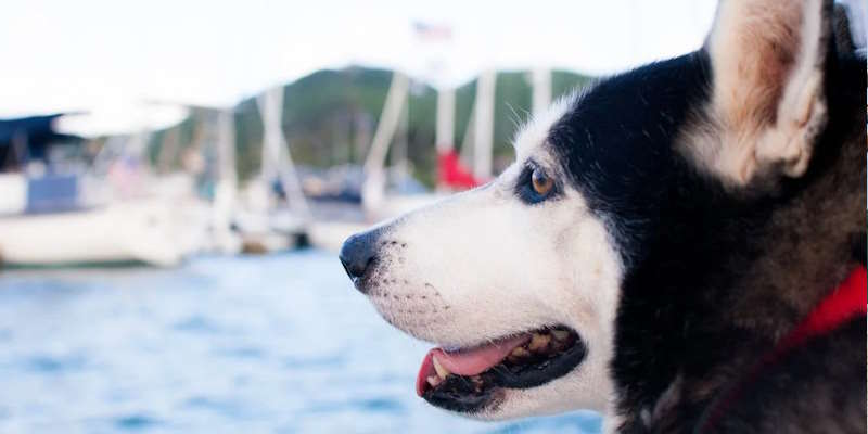 8 Must-Know Facts About Dog-Friendly Cruises and Why They’re So Divisive