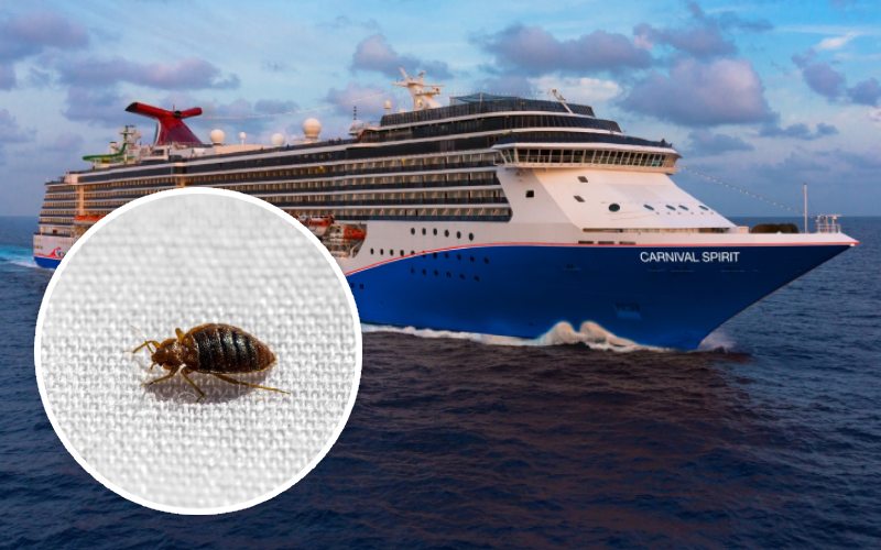Bed Bugs Cruises