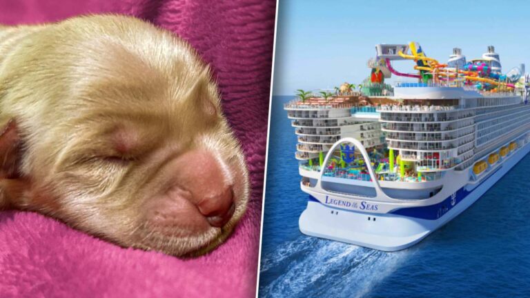 Royal Caribbean Just Introduced Its Cutest Crew Member Yet Thumbnail